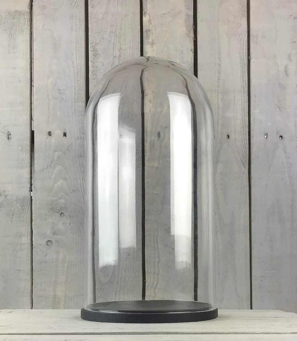 EMH Große Glaskuppel mit schwarzem Holzsockel, 41,5 x 16 cm