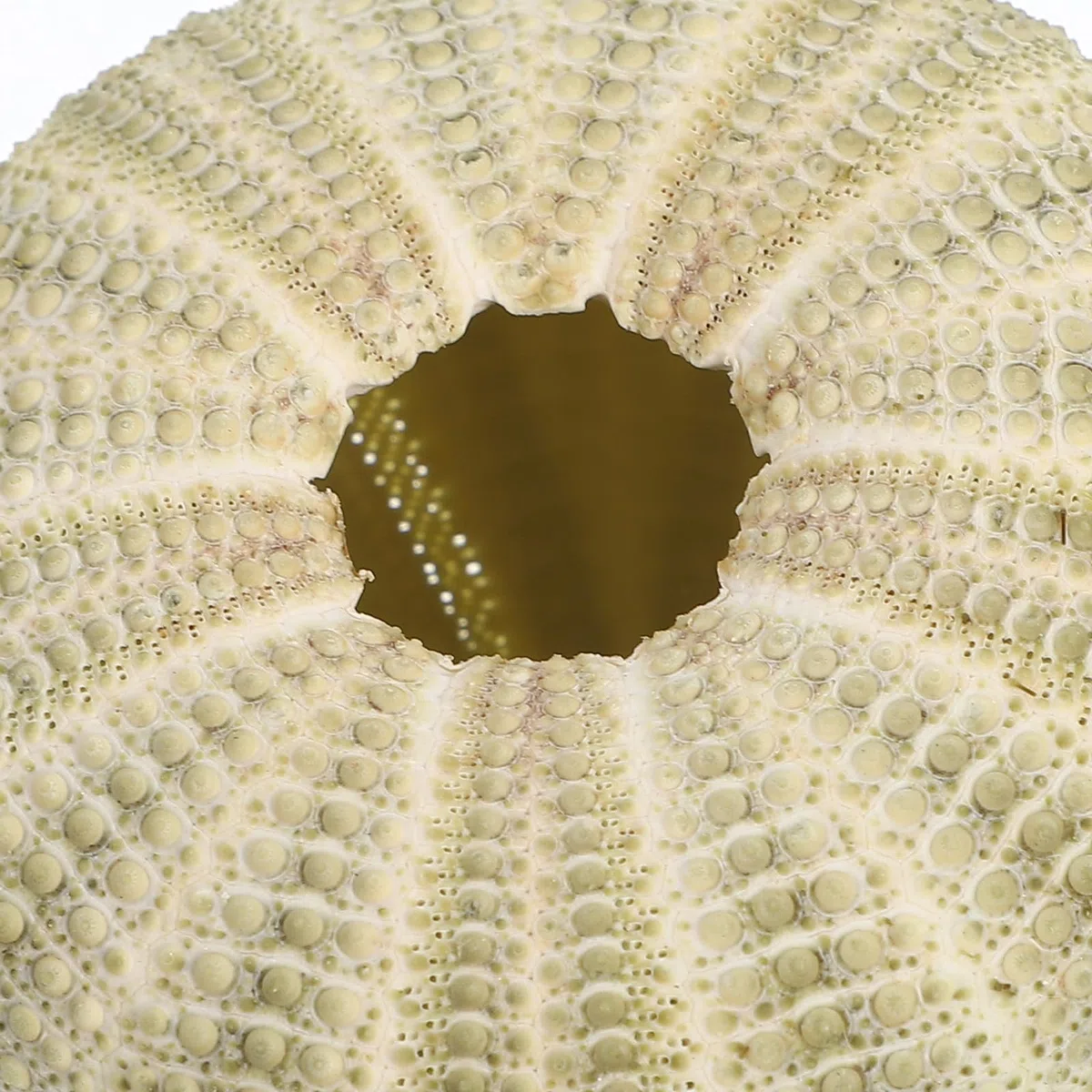 Seeigel Schalen 6 Stück Natürliche Muscheln 4–6cm für Wohnraum Deko und Strand Zubehör mit Halter für Sukkulenten und Bastelideen