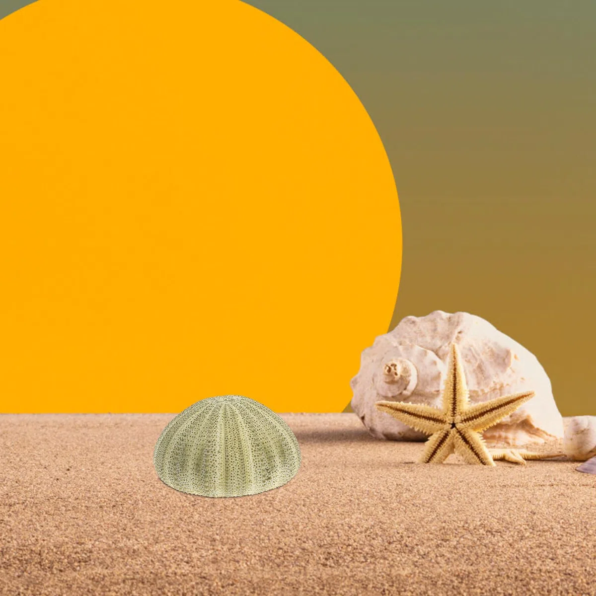 Seeigel Schalen 6 Stück Natürliche Muscheln 4–6cm für Wohnraum Deko und Strand Zubehör mit Halter für Sukkulenten und Bastelideen
