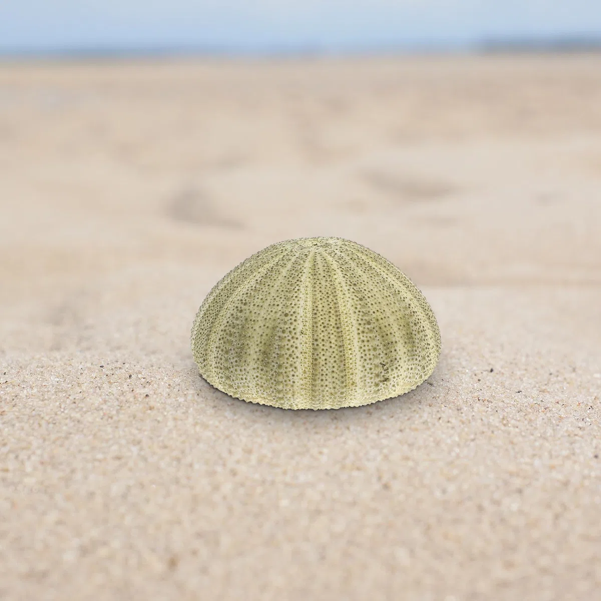 Seeigel Schalen 6 Stück Natürliche Muscheln 4–6cm für Wohnraum Deko und Strand Zubehör mit Halter für Sukkulenten und Bastelideen