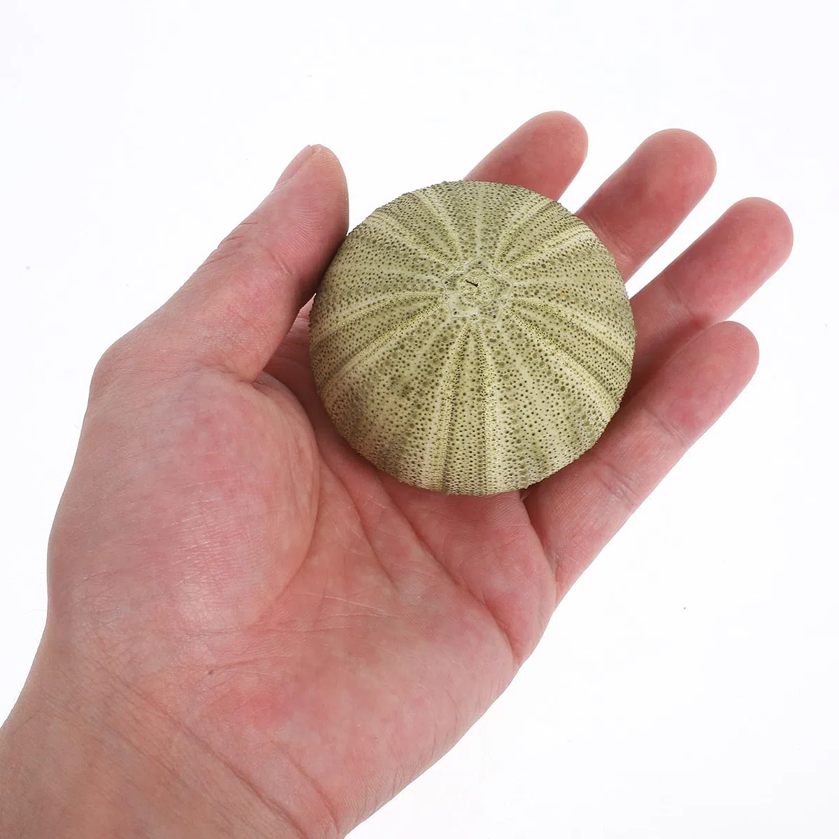 Seeigel Schalen 6 Stück Natürliche Muscheln 4–6cm für Wohnraum Deko und Strand Zubehör mit Halter für Sukkulenten und Bastelideen